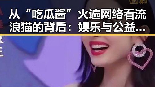 从“吃瓜酱”火遍网络看流浪猫的背后：娱乐与公益的双重考量